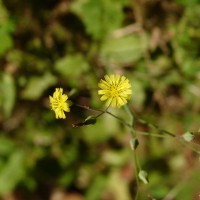 <i>Youngia japonica</i>  (L.) DC.